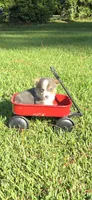Male #2, a male Pembroke Welsh Corgi for sale in Rochelle, GA – 5 of 5