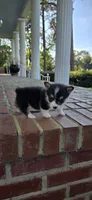 Female #1, a female Pembroke Welsh Corgi for sale in Rochelle, GA – 2 of 3
