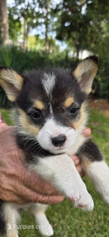 Miss Priss – Pembroke Welsh Corgi puppy for sale in Rochelle, GA