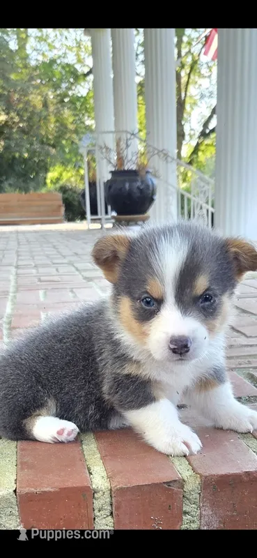 Male #2 – Pembroke Welsh Corgi puppy for sale in Rochelle, GA