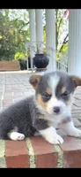 Blue Eyes, a male Pembroke Welsh Corgi for sale in Rochelle, GA – 1 of 7