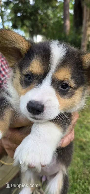 Pretty Girl – Pembroke Welsh Corgi puppy for sale in Rochelle, GA