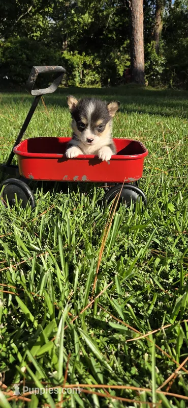 Female #1 – Pembroke Welsh Corgi puppy for sale in Rochelle, GA