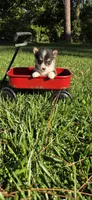 Female #1, a female Pembroke Welsh Corgi for sale in Rochelle, GA – 1 of 3