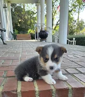 Male #2, a male Pembroke Welsh Corgi for sale in Rochelle, GA – 3 of 5