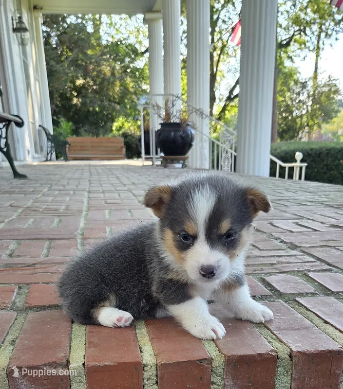 Male #2 – Pembroke Welsh Corgi puppy for sale in Rochelle, GA