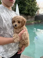 Luna, a female Poodle - Toy  for sale in Sacramento, CA – Photo 2 of 3