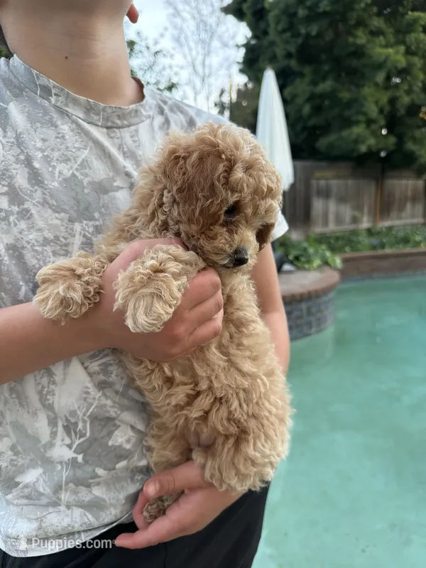 Luna – Poodle - Toy  puppy for sale in Sacramento, CA