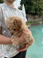 Luna, a female Poodle - Toy  for sale in Sacramento, CA – Photo 3 of 3