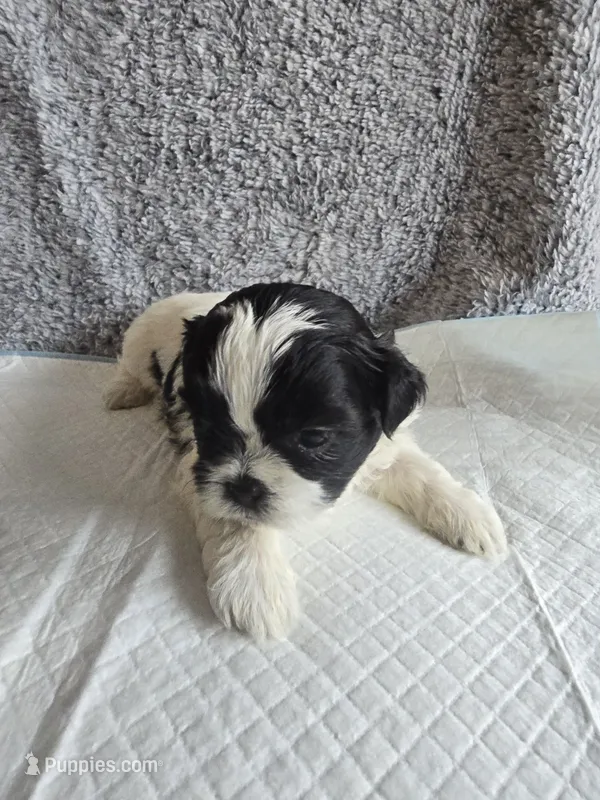 Button – Shih Tzu puppy for sale in Forney, TX