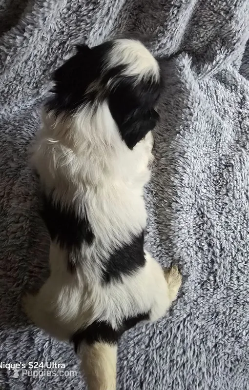 Nugget – Shih Tzu puppy for sale in Forney, TX