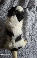 Nugget, a male Shih Tzu for sale in Forney, TX – 1 of 2