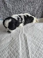 Halo, a female Shih Tzu for sale in Forney, TX – 2 of 2