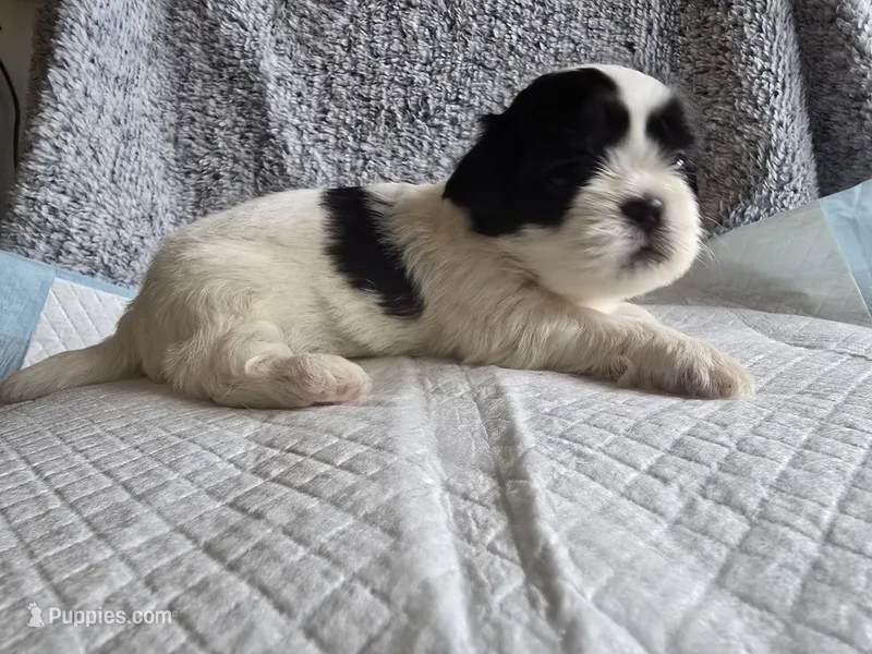 Bandit – Shih Tzu puppy for sale in Forney, TX