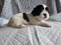 Bandit, a male Shih Tzu for sale in Forney, TX – 1 of 2