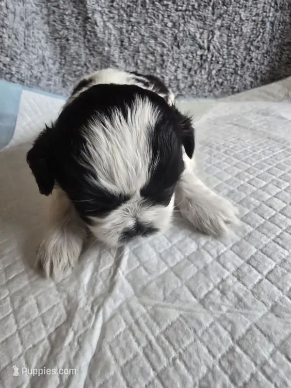 Halo – Shih Tzu puppy for sale in Forney, TX