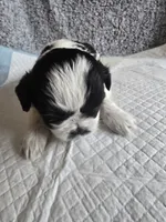Halo, a female Shih Tzu for sale in Forney, TX – 1 of 2