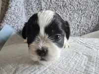 Bandit, a male Shih Tzu for sale in Forney, TX – 2 of 2