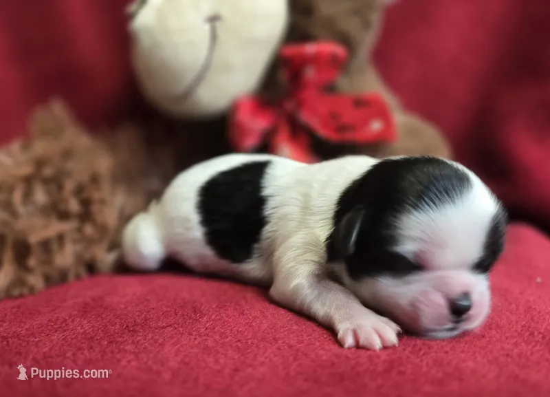 Peppa – Shih Tzu puppy for sale in Forney, TX