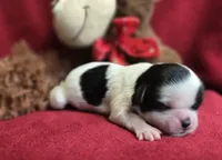 Peppa, a female Shih Tzu for sale in Forney, TX – 1 of 2