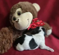 Peppa, a female Shih Tzu for sale in Forney, TX – 2 of 2