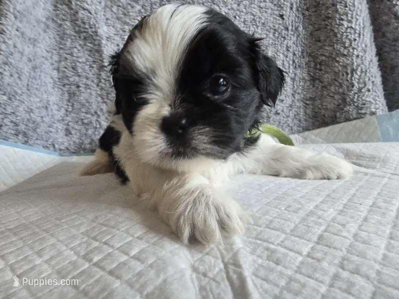 Luna – Shih Tzu puppy for sale in Forney, TX