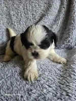 Nugget, a male Shih Tzu for sale in Forney, TX – 2 of 2