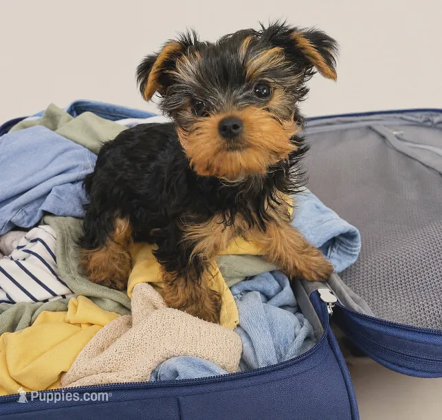 Tiffany – Yorkshire Terrier puppy for sale in Jensen Beach, FL