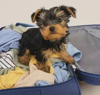 Tiffany, a female Yorkshire Terrier for sale in Jensen Beach, FL – 1 of 1