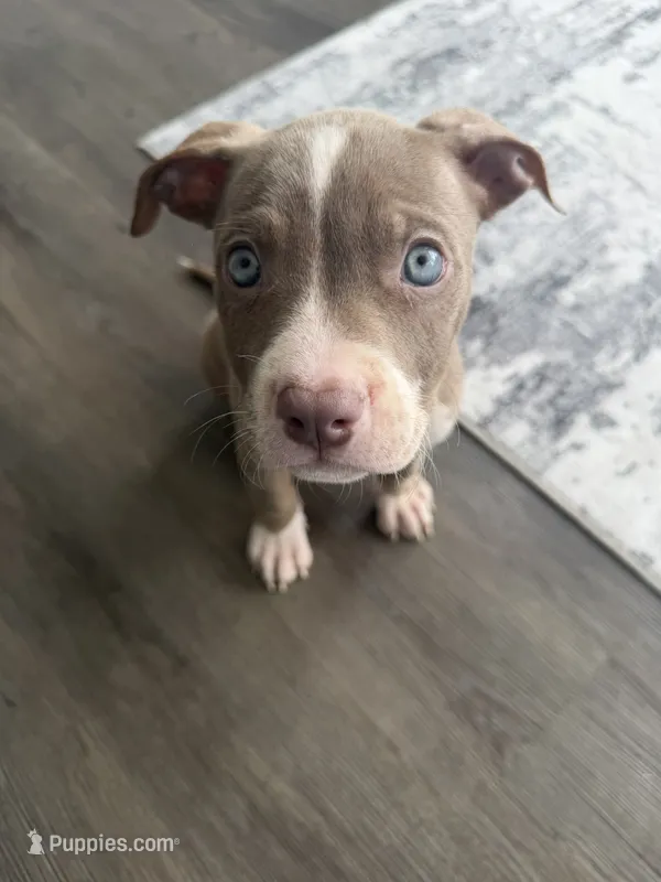 Zeus – American Pit Bull Terrier puppy for sale in Durham, NC