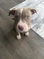 Zeus, a male American Pit Bull Terrier for sale in Durham, NC – 1 of 1