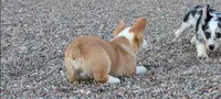 Churro , a female Pembroke Welsh Corgi for sale in Casa Grande, AZ – 6 of 10
