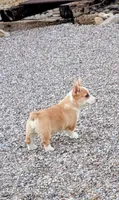 Churro , a female Pembroke Welsh Corgi for sale in Casa Grande, AZ – 8 of 10
