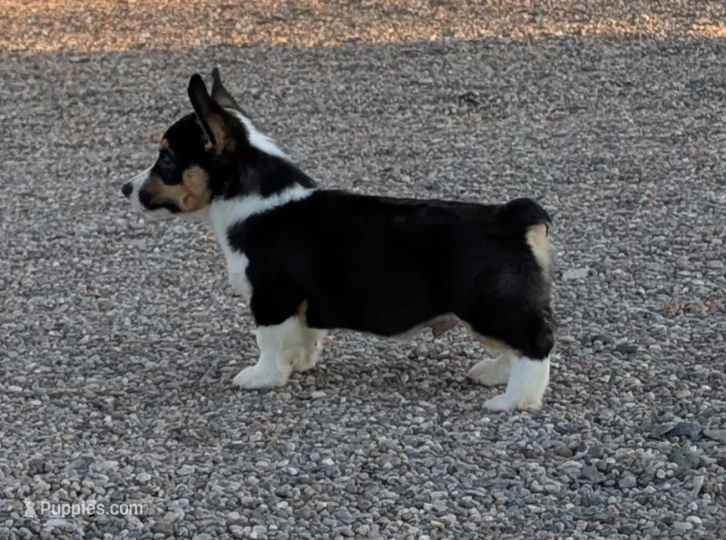 Cruise  – Pembroke Welsh Corgi puppy for sale in Casa Grande, AZ