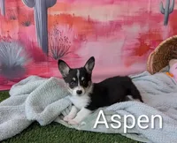 Aspen, a female Pembroke Welsh Corgi for sale in Casa Grande, AZ – Photo 5 of 10