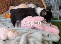 Aspen, a female Pembroke Welsh Corgi for sale in Casa Grande, AZ – Photo 2 of 10