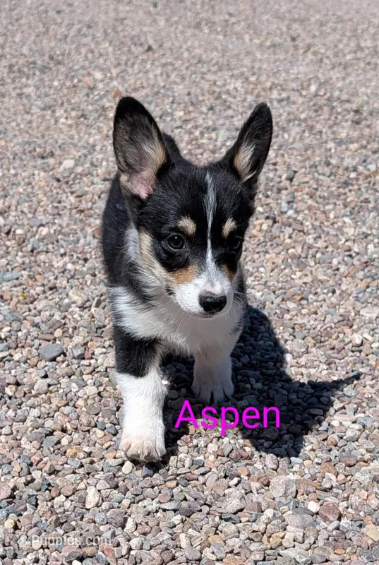 Aspen – Pembroke Welsh Corgi puppy for sale in Casa Grande, AZ