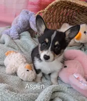 Aspen, a female Pembroke Welsh Corgi for sale in Casa Grande, AZ – Photo 7 of 10