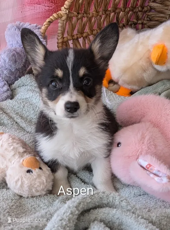 Aspen – Pembroke Welsh Corgi puppy for sale in Casa Grande, AZ