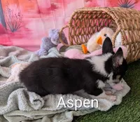 Aspen, a female Pembroke Welsh Corgi for sale in Casa Grande, AZ – Photo 8 of 10