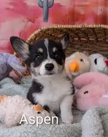 Aspen, a female Pembroke Welsh Corgi for sale in Casa Grande, AZ – Photo 4 of 10