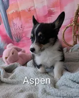 Aspen, a female Pembroke Welsh Corgi for sale in Casa Grande, AZ – Photo 9 of 10