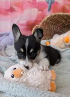 Aspen, a female Pembroke Welsh Corgi for sale in Casa Grande, AZ – Photo 10 of 10
