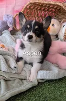 Aspen, a female Pembroke Welsh Corgi for sale in Casa Grande, AZ – Photo 6 of 10