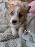 Brick, a male Pembroke Welsh Corgi for sale in Casa Grande, AZ – Photo 6 of 10