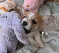 Brick, a male Pembroke Welsh Corgi for sale in Casa Grande, AZ – Photo 9 of 10