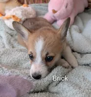 Brick, a male Pembroke Welsh Corgi for sale in Casa Grande, AZ – Photo 5 of 10