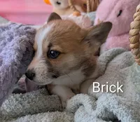 Brick, a male Pembroke Welsh Corgi for sale in Casa Grande, AZ – Photo 2 of 10