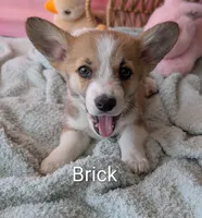 Brick, a male Pembroke Welsh Corgi for sale in Casa Grande, AZ – Photo 1 of 10