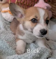 Brick, a male Pembroke Welsh Corgi for sale in Casa Grande, AZ – Photo 3 of 10